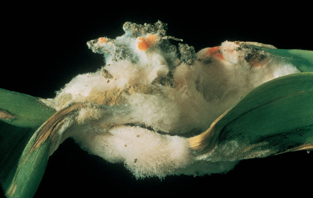 Bob de grau afectat de fusarium