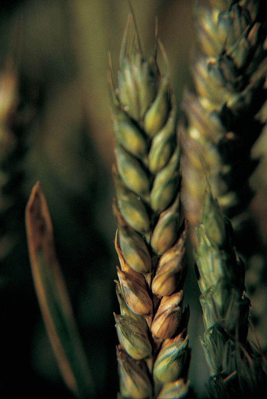 spic grau cu fusarium