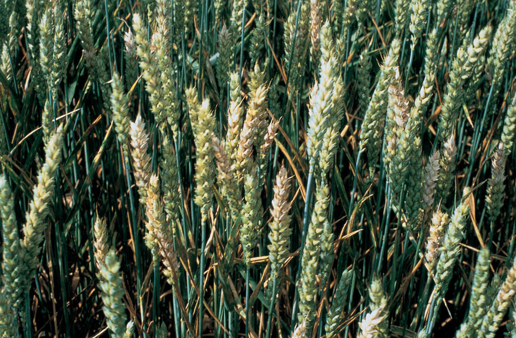 Spice afectate Fusarium
