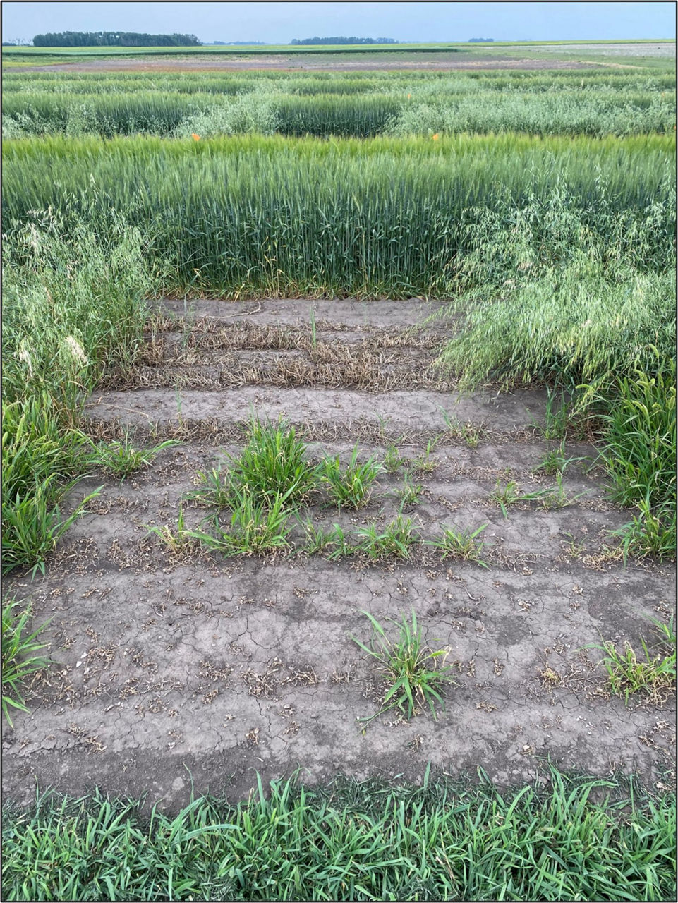 Grass control performance from a generic herbicide on barley wheat, wild oat, and green foxtail. A moderate patch of grass is apparent.