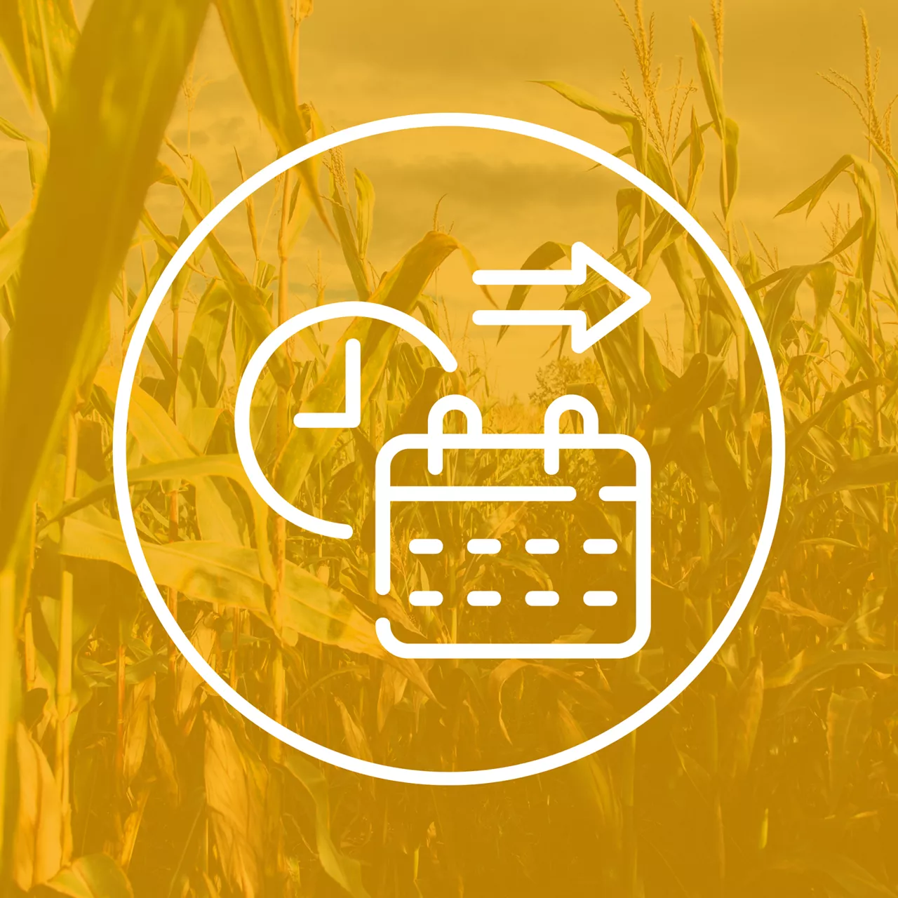 Bayer FieldView