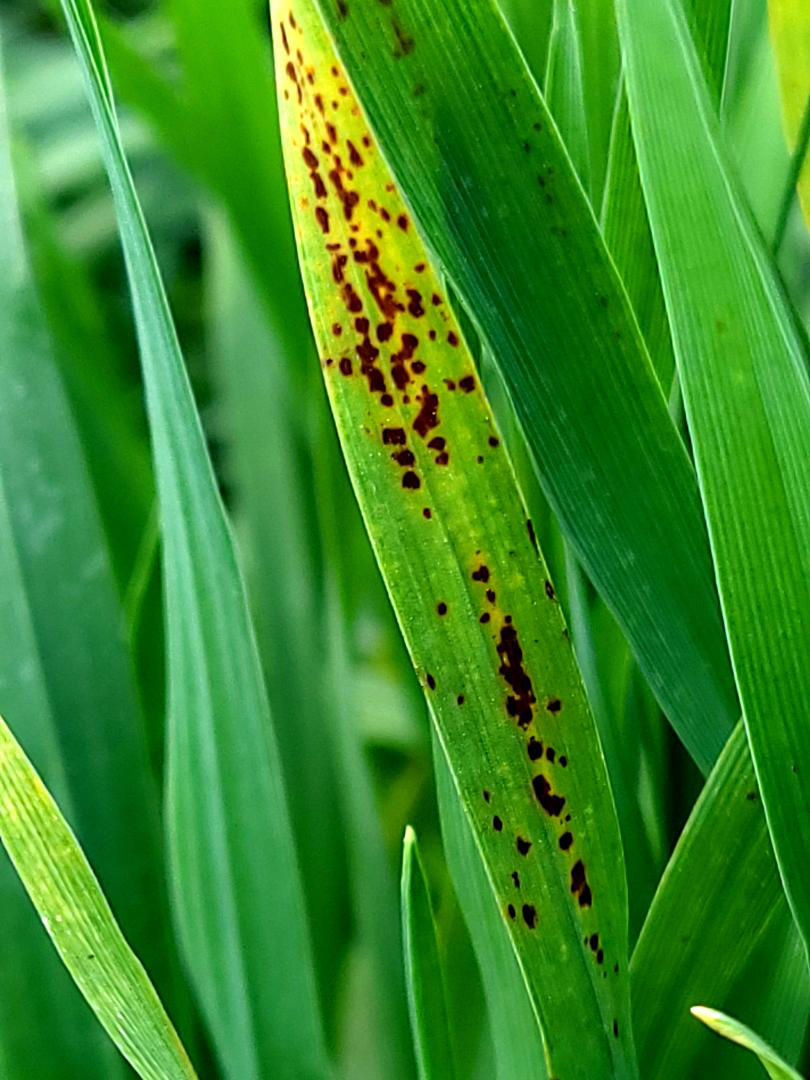 Prim‑plan frunză de orz cu pete reticulate și halou galben