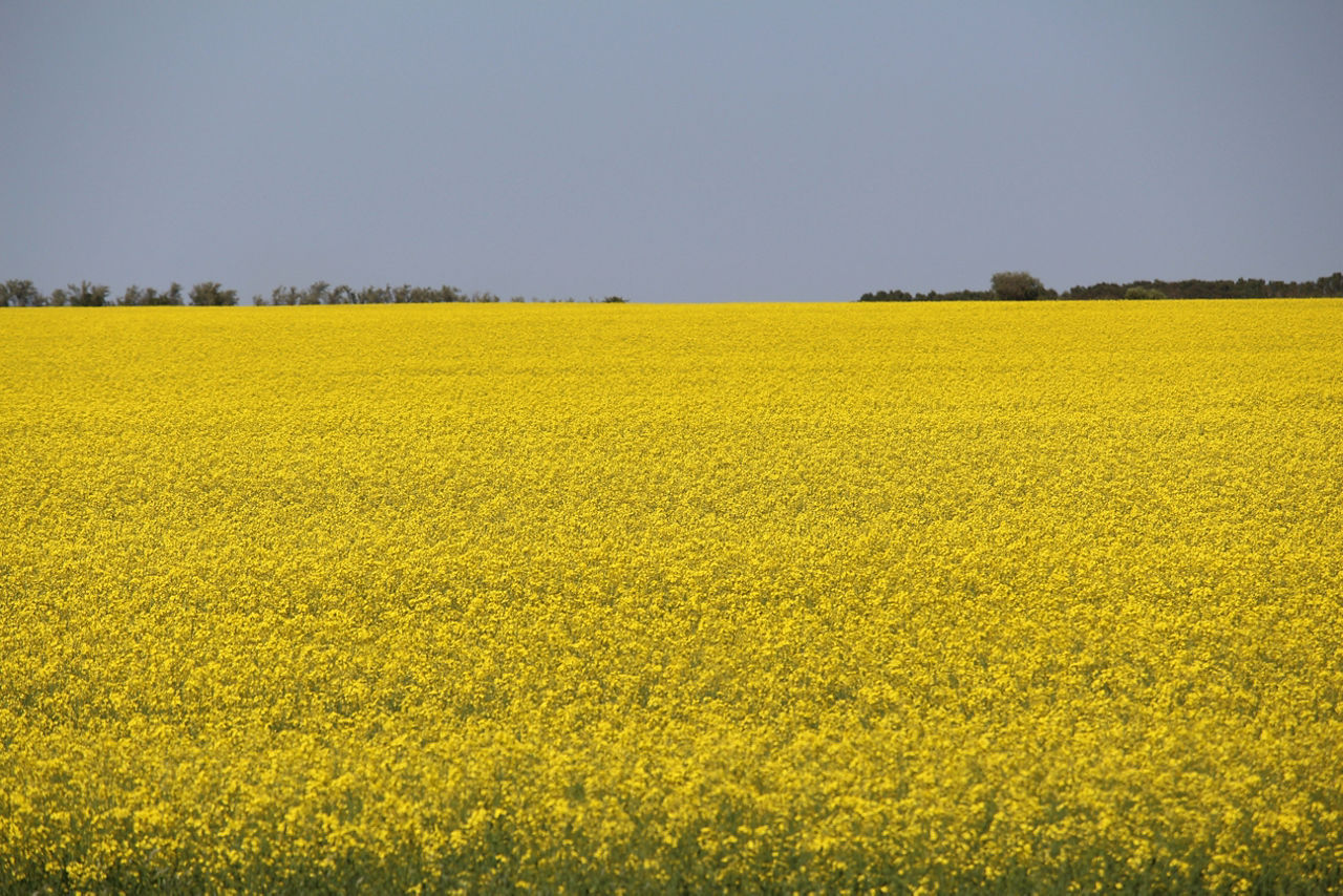 Figure 1. Blooming canola field. (Image taken from the Canola folder sent by Nicole Sendziak)