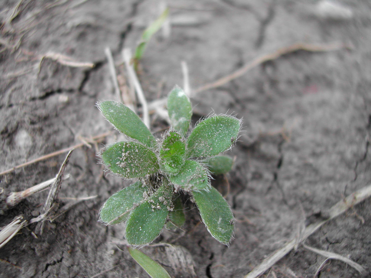 Kochia seedling.