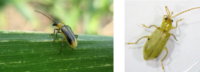 Corn rootworms