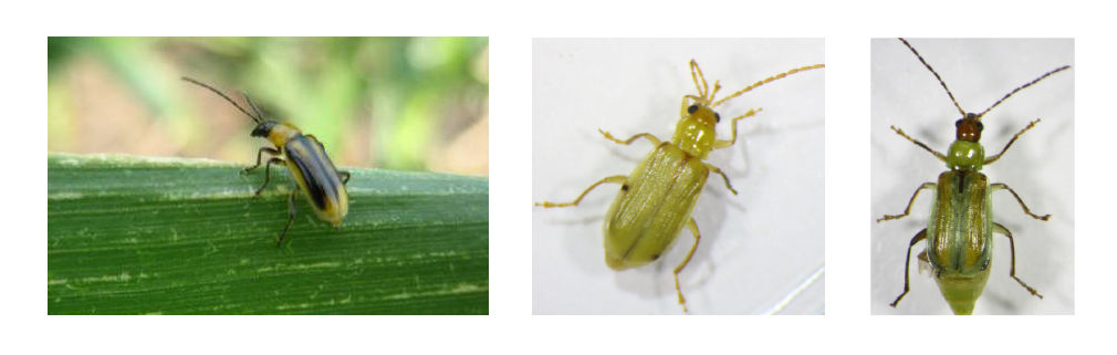Figure 1. Western corn rootworm adult (left), northern corn rootworm adult (middle), and Mexican corn rootworm (right).  