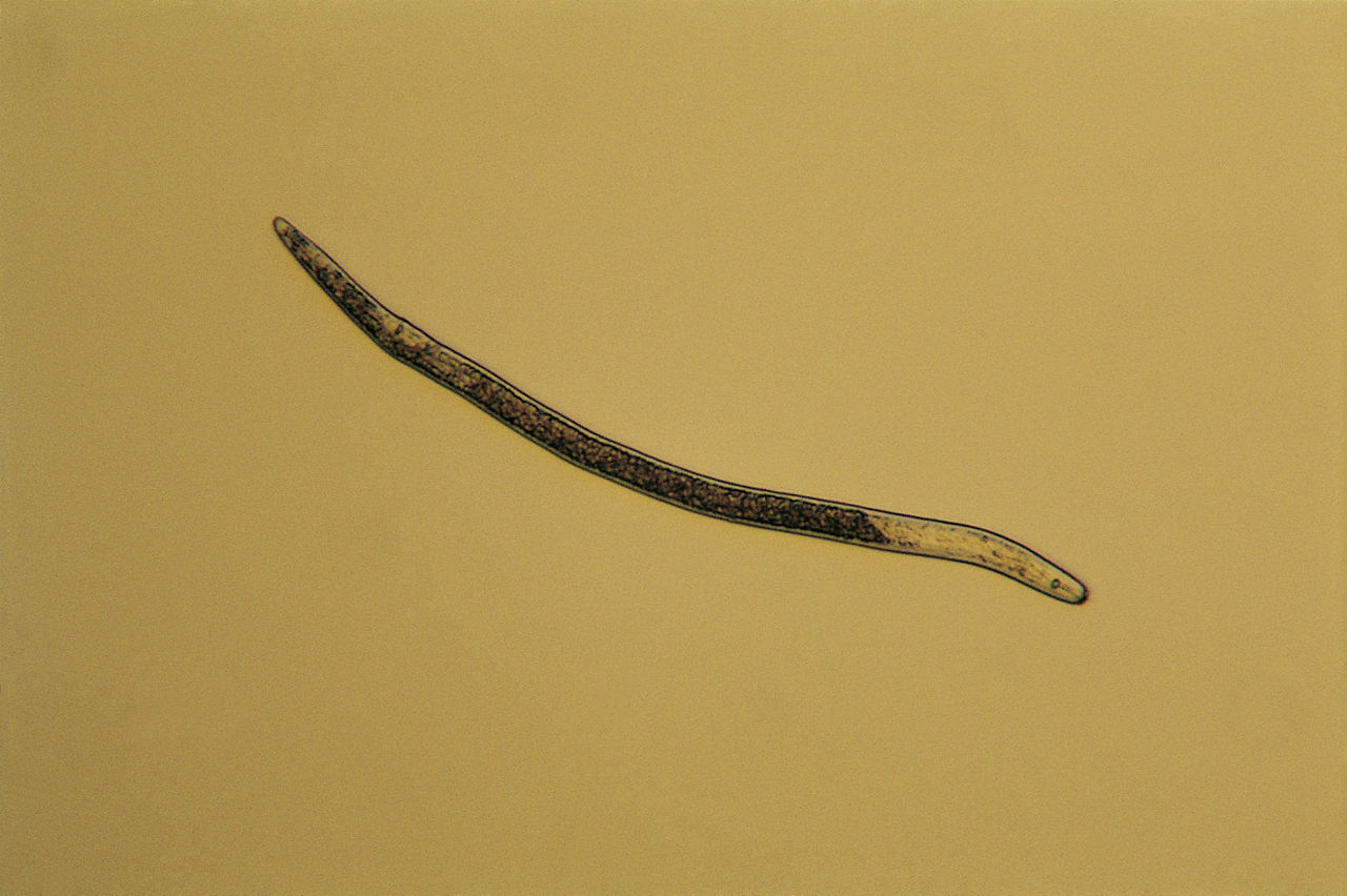 Pratylenchus spp