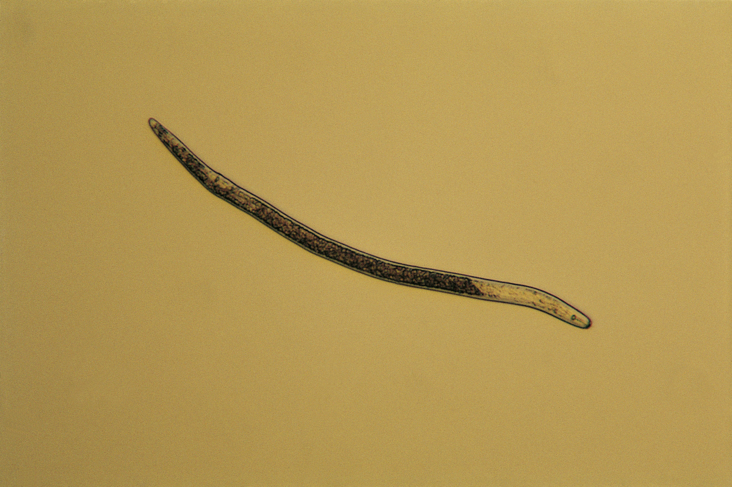 Pratylenchus spp