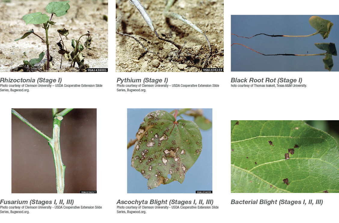 Six photos of rhizoctonia, pythium, black root rot, fusarium, ascochyta blight, and bacterial blight