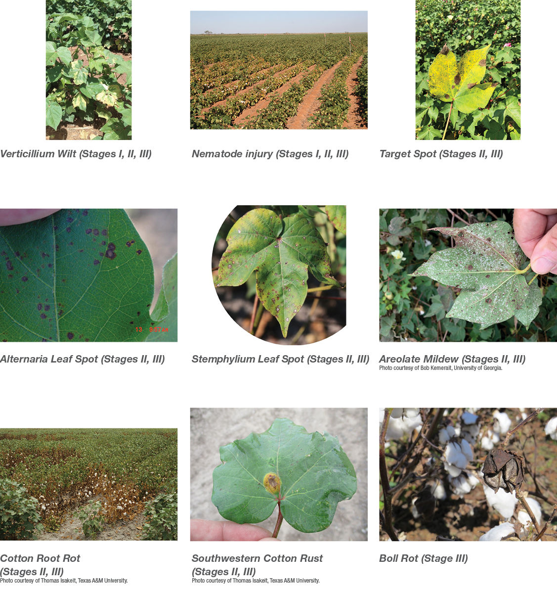 Photos of verticillium wilt, nematode injury, target spot, alternaria leaf spot, stemphyllum leaf spot, areolate mildew, cotton root rot, Southwestern cotton rust, boll rot