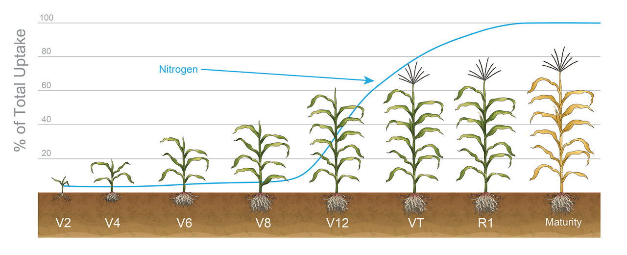 Uptake of nitrogen by corn