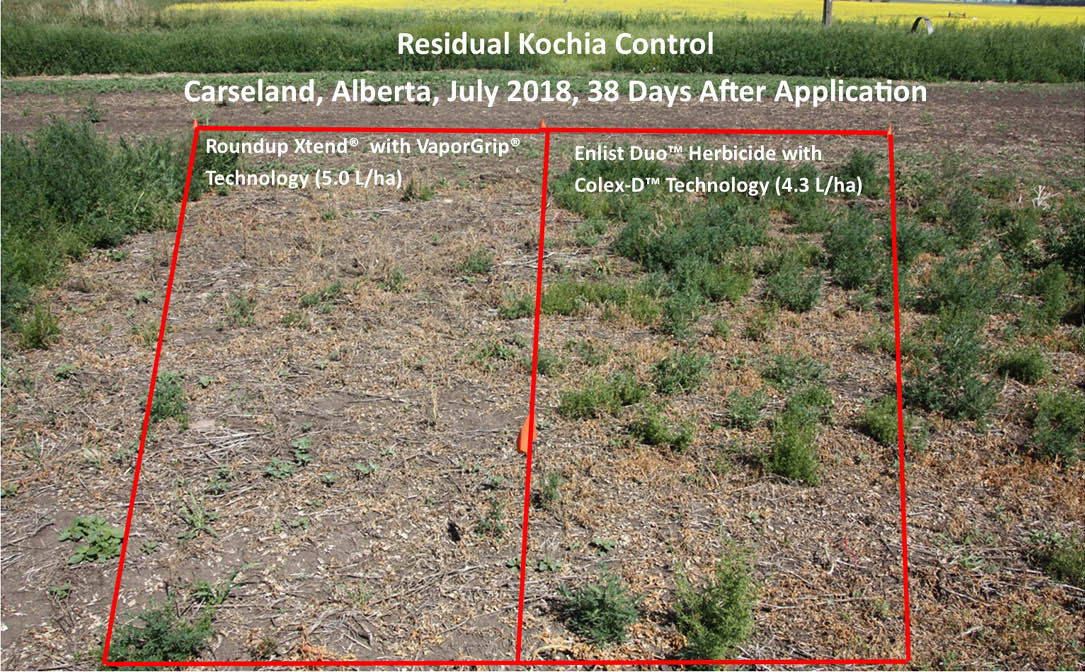 Residual kochia control comparison, Carseland, Alberta, July 2018.