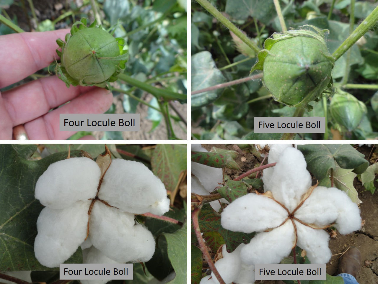 How to Think About Cotton: Plant Growth Regulators - Alabama