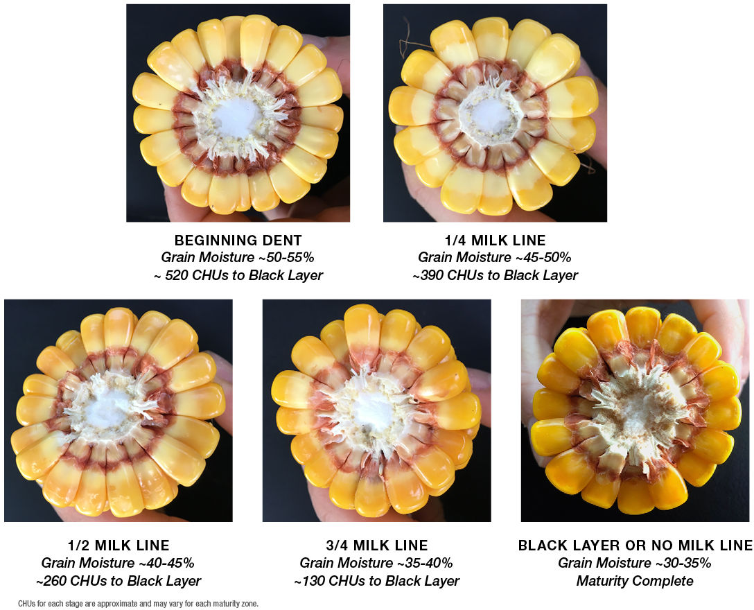 Kernel milk line stages, BEGINNING DENT, Grain moisture ~ 50-55%, ~ 520 CHUs to Black Layer | ¼ MILK LINE, Grain moisture ~45-50%, ~390 CHUs to Black Layer | ½ MILK LINE, Grain moisture, ~40-45%, ~260 CHUs to Black Layer | ¾ MILK LINE, Grain moisture ~35-40%, ~130 CHUs to Black Layer| BLACK LAYER OR NO MILK LINE, Grain Moisture ~30-35%, Maturity Complete