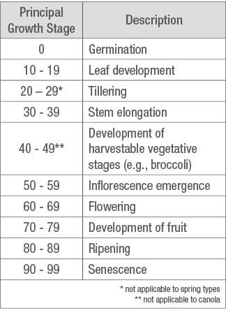 BBCH growth stages and description