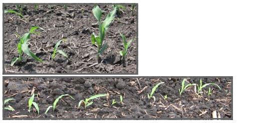 Uneven early season growth in corn 1