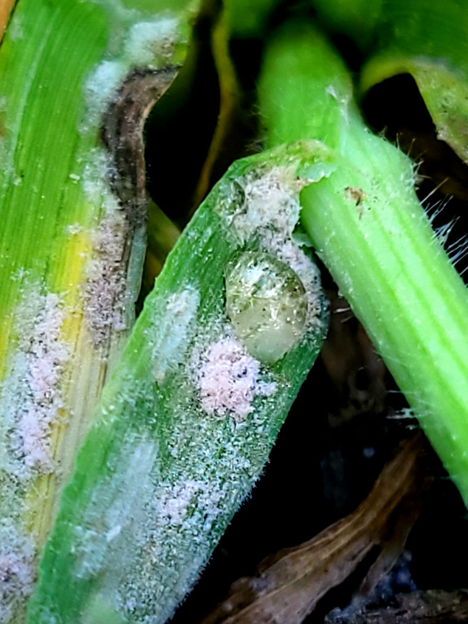 Frunza stindard protejată după tratament fungicid
