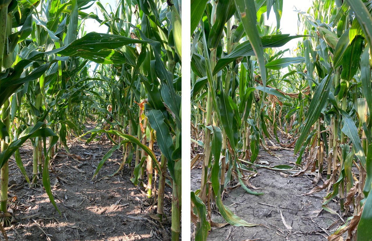 Left: Corn-on-corn rotation (CN-CN). Right: Corn-on-soybean rotation (CN-SB). Both were planted at a seeding rate of 24,000 seeds/acre using a conventional tillage system. 