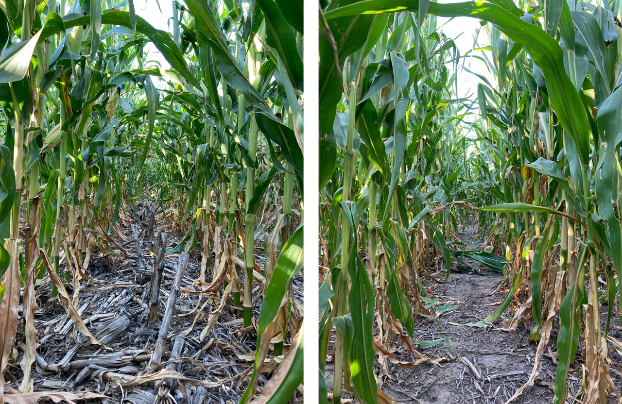 Left: Corn-on-corn rotation (CN-CN). Right: Corn-on-soybean rotation (CN-SB). Both were planted at a seeding rate of 24,000 seeds/acre in a no-till system. 