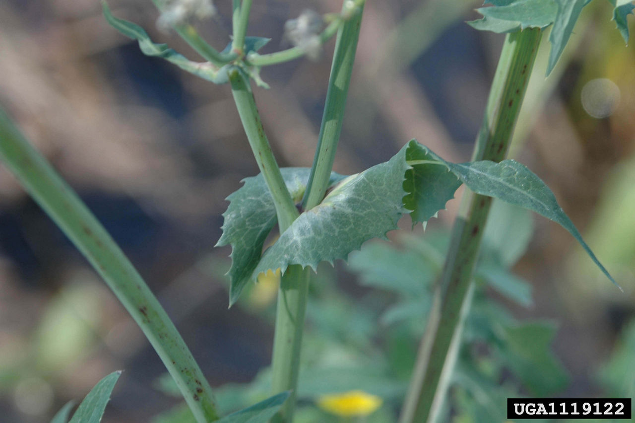 Annual sow thistle leaves with pointed lobes at the stem