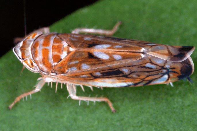 Scaphoideus titanus