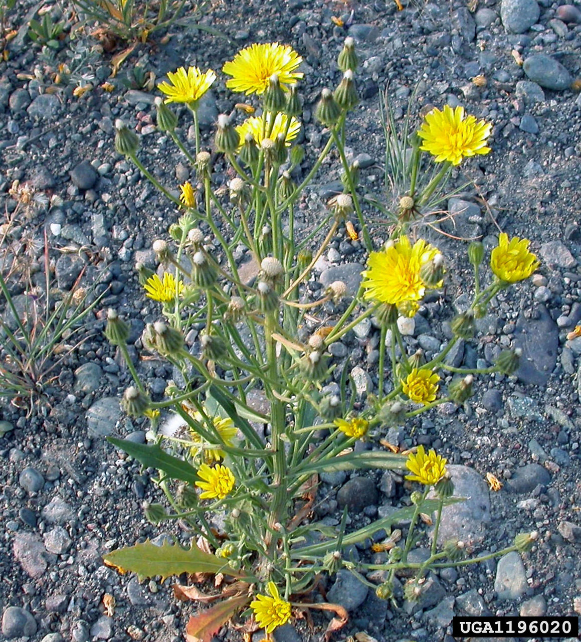  Flowering and branching on narrow-leaved hawk’s-beard plant.