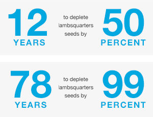 12 Years to deplete lambsquarters seed by 50 percent