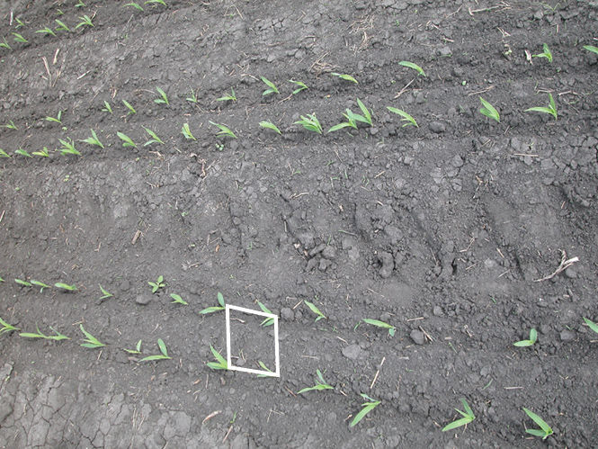 Plants spaced in a ‘diamond’ configuration with twin row planting is theorized to give greater plant spacing without needing a different corn header.