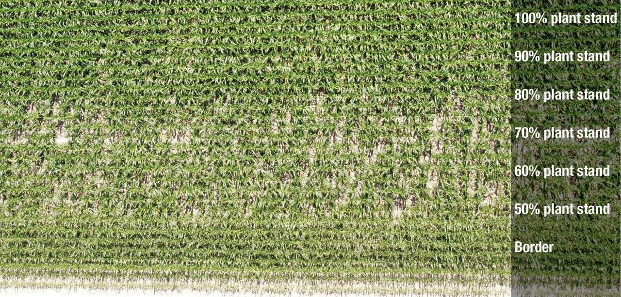 Image of overhead drone photo that shows the different final plant populations established with the different seed lots. 