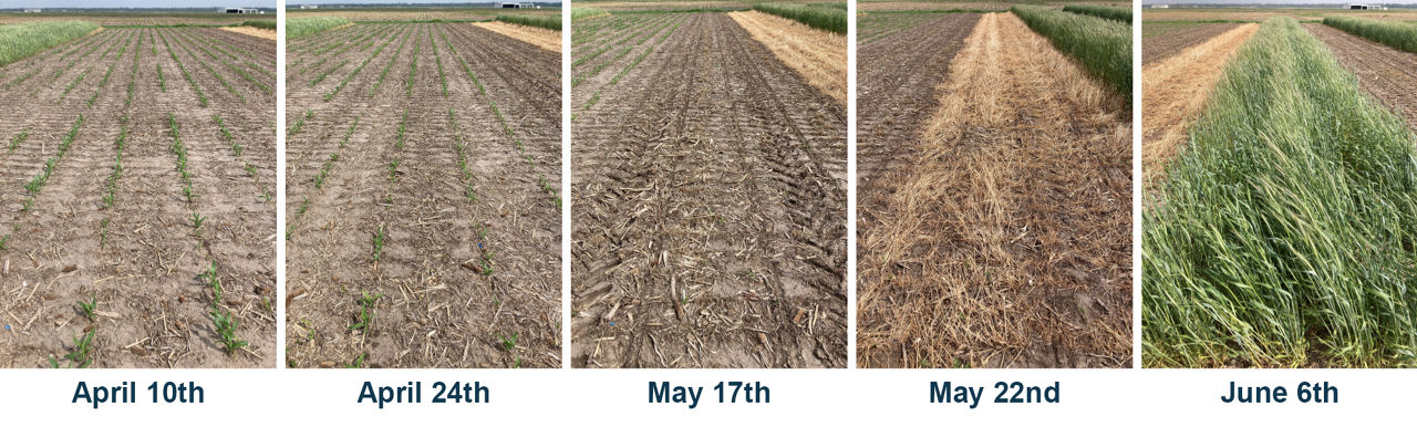Trial A cover crop biomass in the field according to the short-statured corn planting dates. Pictures taken on May 25, 2023, at the Bayer Water Utilization Learning Center, Gothenburg, NE. 