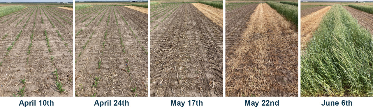 Trial A cover crop biomass in the field according to the short-statured corn planting dates. Pictures taken on May 25, 2023, at the Bayer Water Utilization Learning Center, Gothenburg, NE. 
