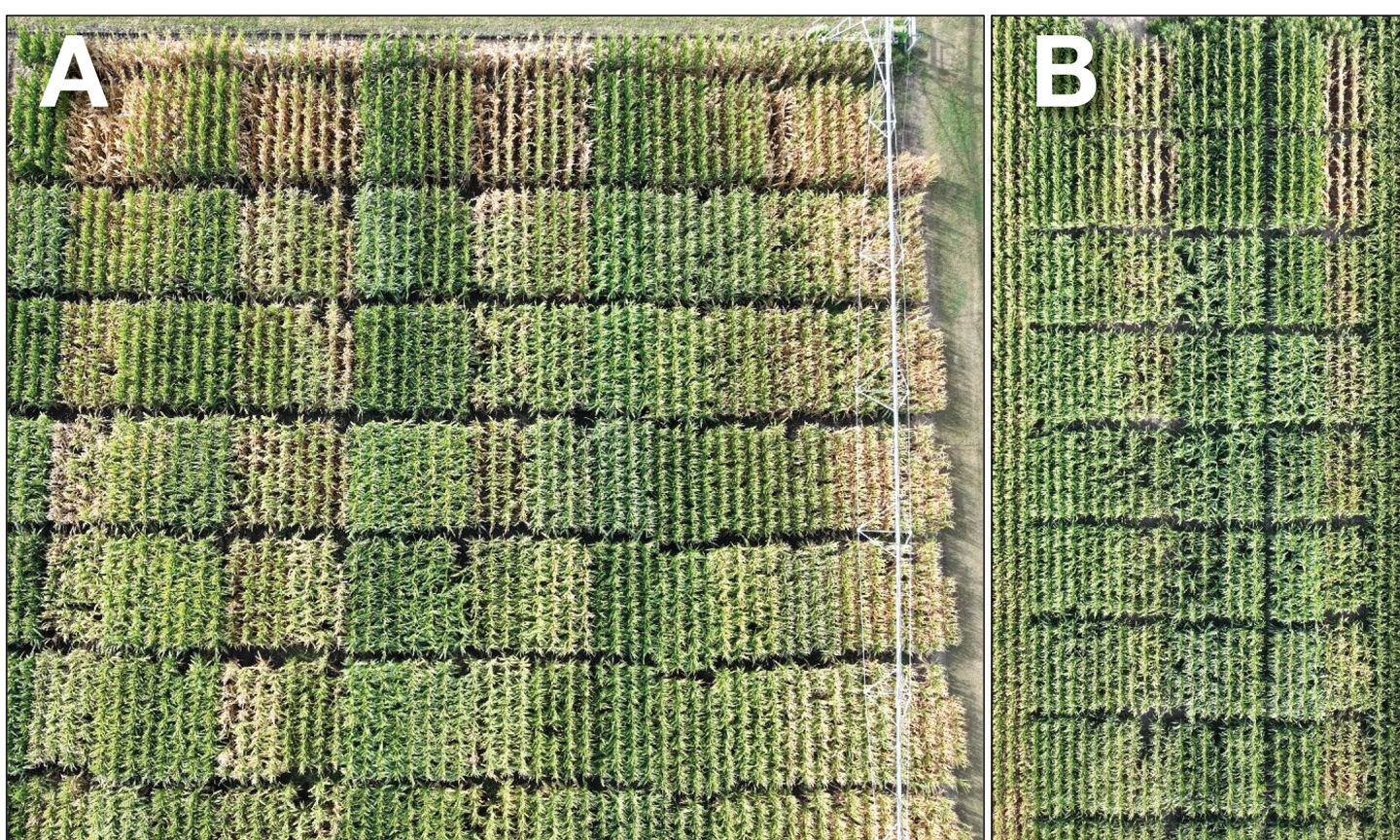 Effect Of Planting Date On Short-Statured Corn Products