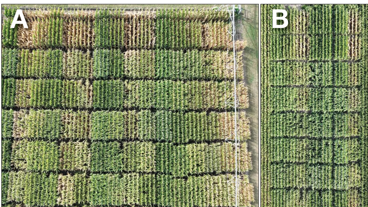 Effect Of Planting Date On Short-Statured Corn Products