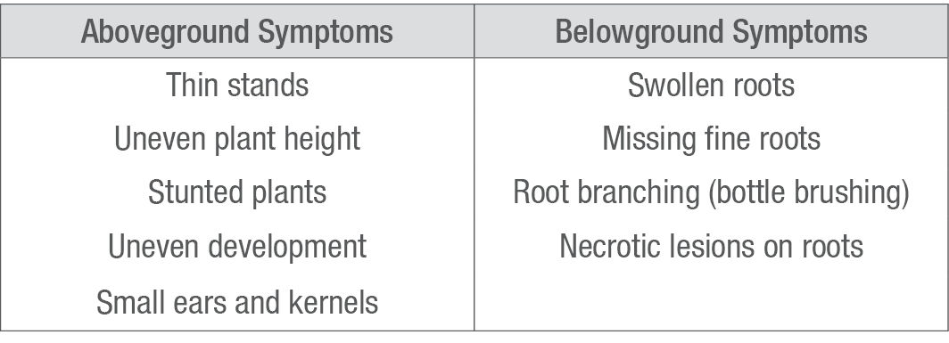 Common symptoms of corn nematode injury.