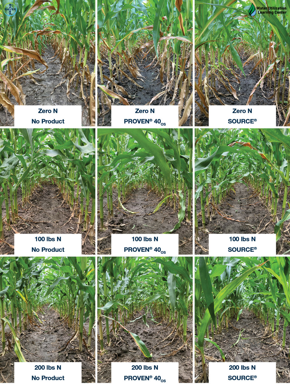 Figure 4. Corn canopy according to nitrogen fertilization rates and biological products used