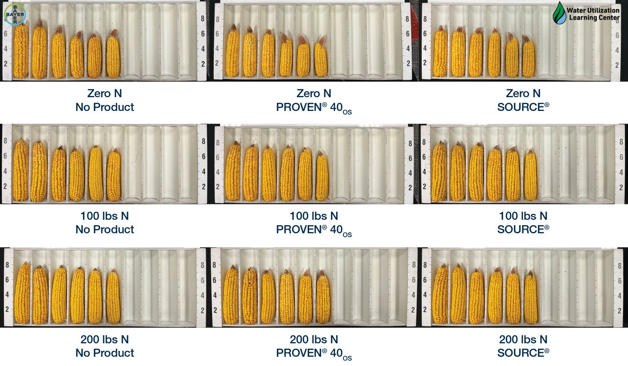 Corn ears according to nitrogen fertilization rates and biological products used, Gothenburg, NE, 2023. 