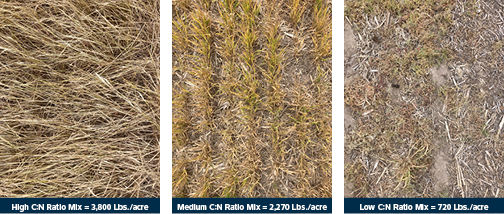 Cover crop biomass achieved at each C:N ratio mix shortly after cover crop termination. Image from the Bayer Crop Science Learning Center at Gothenburg, NE, 2024.