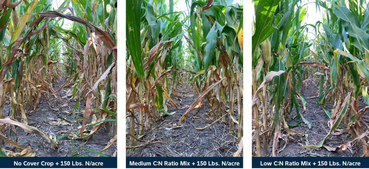 Corn at the R5 growth stage by cover crop mix used. 