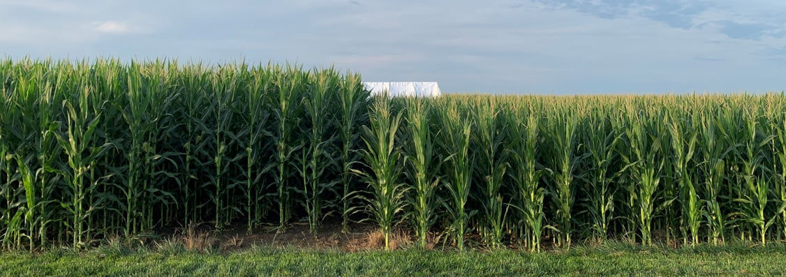 Figure 1. Traditional-height corn on left and short stature corn hybrids on right. Picture taken July 28, 2022, Irvington, IL.