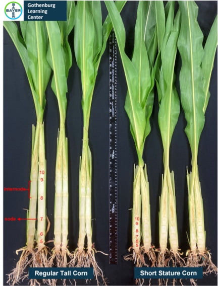 Figure 2. Comparison of internode length for traditional-height corn (left) and short stature corn hybrids (right) at Gothenburg, NE.