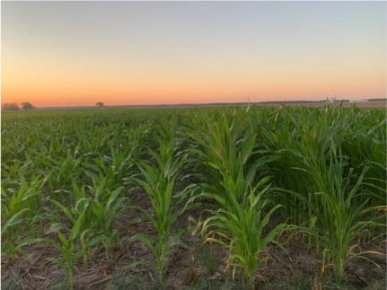 Figure 3. Short stature height differentiation begins to show around V6 to V8 growth stages. Picture taken June 16, 2021, Irvington, IL.