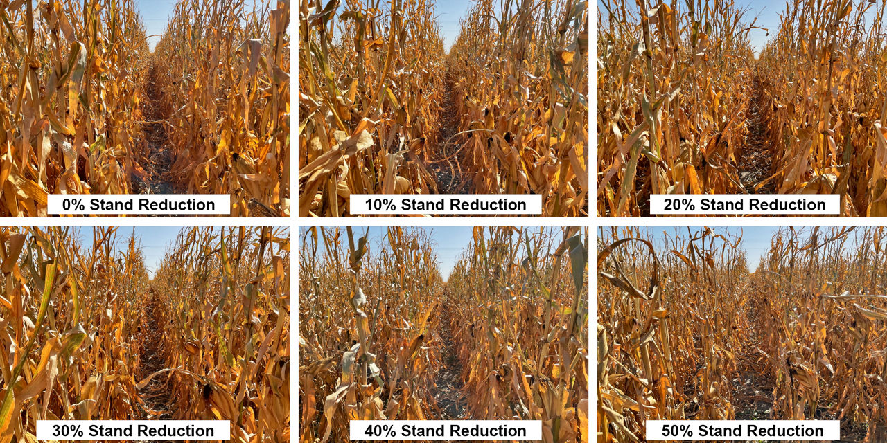 Figure 2. Examples of stand reduction treatments. Pictures were taken on 10/17/2024 at the Bayer Water Utilization Learning Center, Gothenburg, NE (2024). 