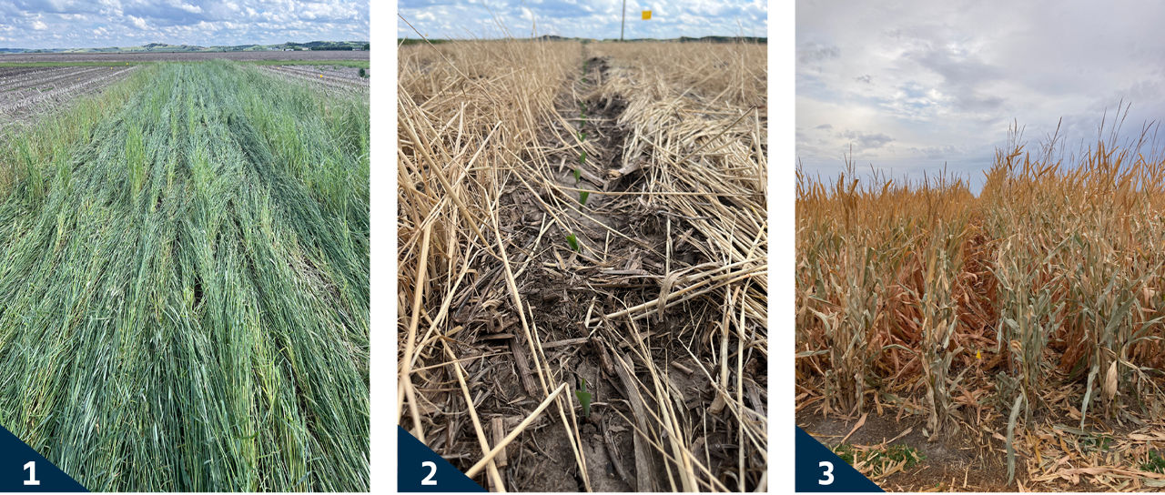 Progression of the trial development and management: (1) Cover crop termination, (2) corn emergence following cover crop termination, and (3) corn at physiological maturity prior to harvest. 