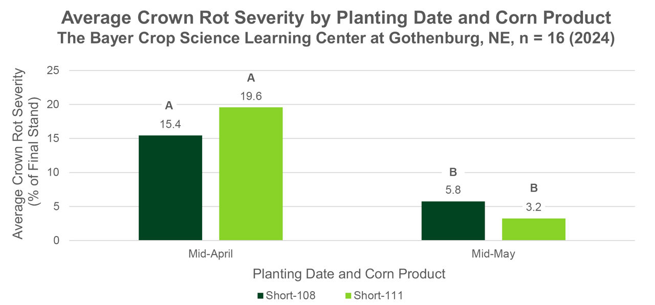 Average crown rot severity over all cover crop treatments