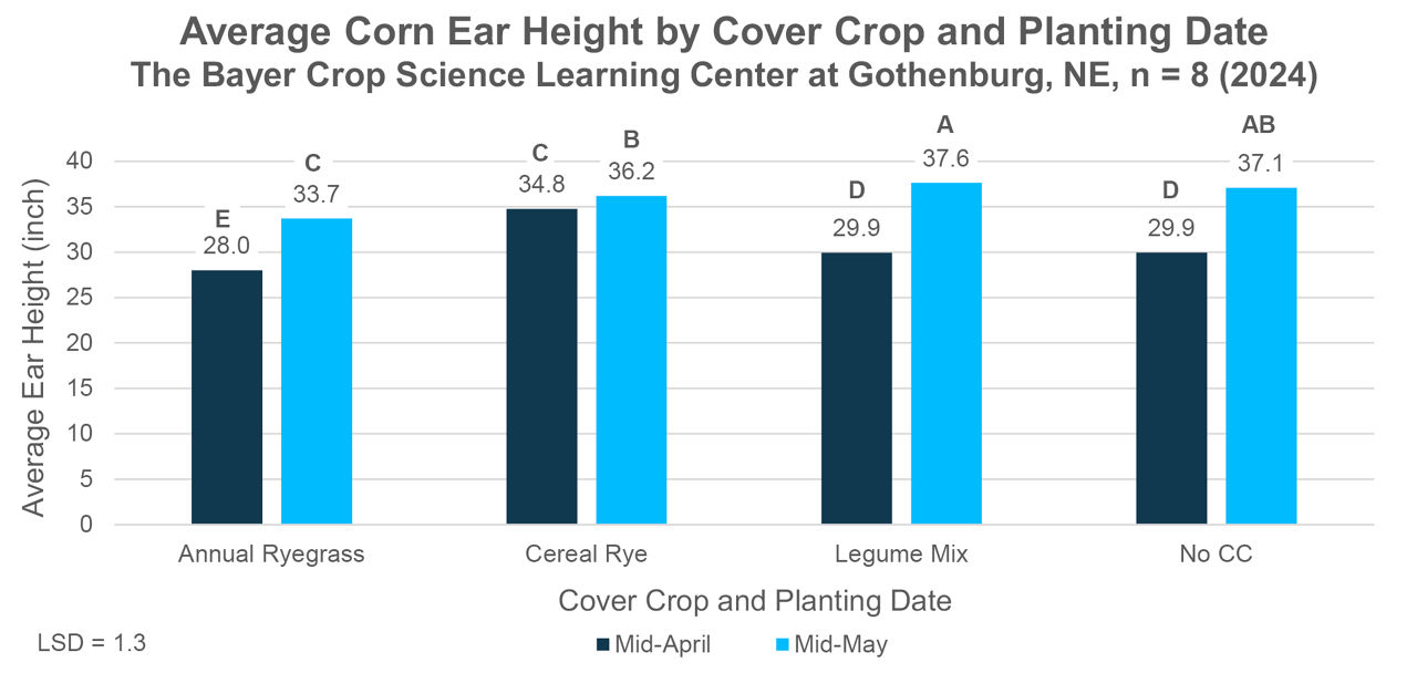 Average corn ear height over both corn products by cover crop and planting date. 