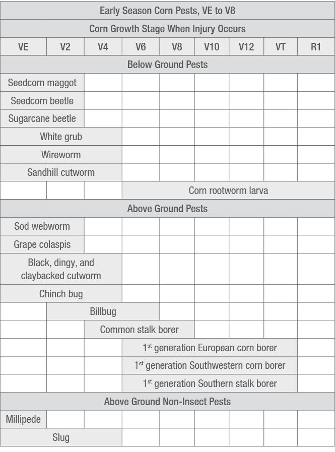 Timing of plant injuries from early season corn pests. 