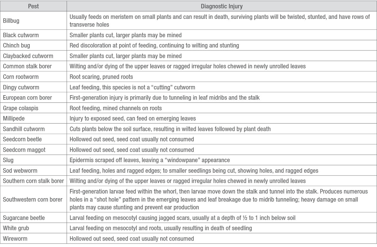 Diagnostic Injury of Common Early Season Corn Pests 