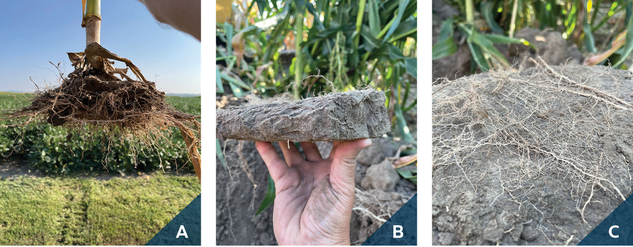 Effects of soil compaction on corn root development