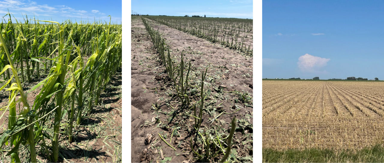 Crop destruction caused by hail event in the Gothenburg and Cozad area. 