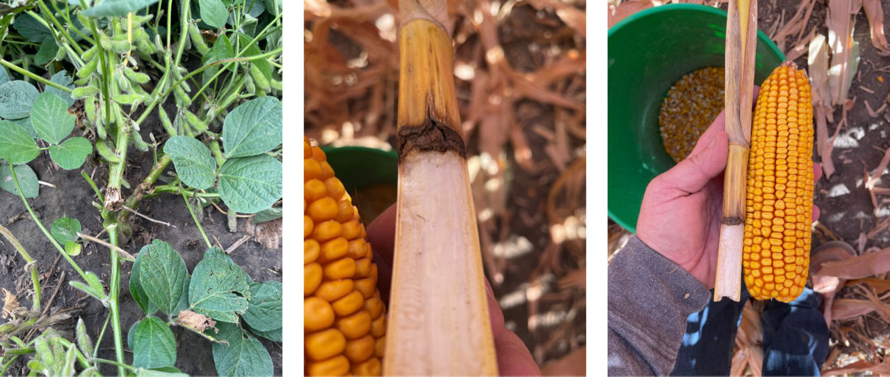 Damage to soybean and corn plants from hail at the Bayer Crop Science Water Utilization Learning Center at Gothenburg, NE on July 6, 2024. 